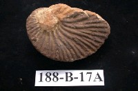 藏品(原始腹足類)的圖片